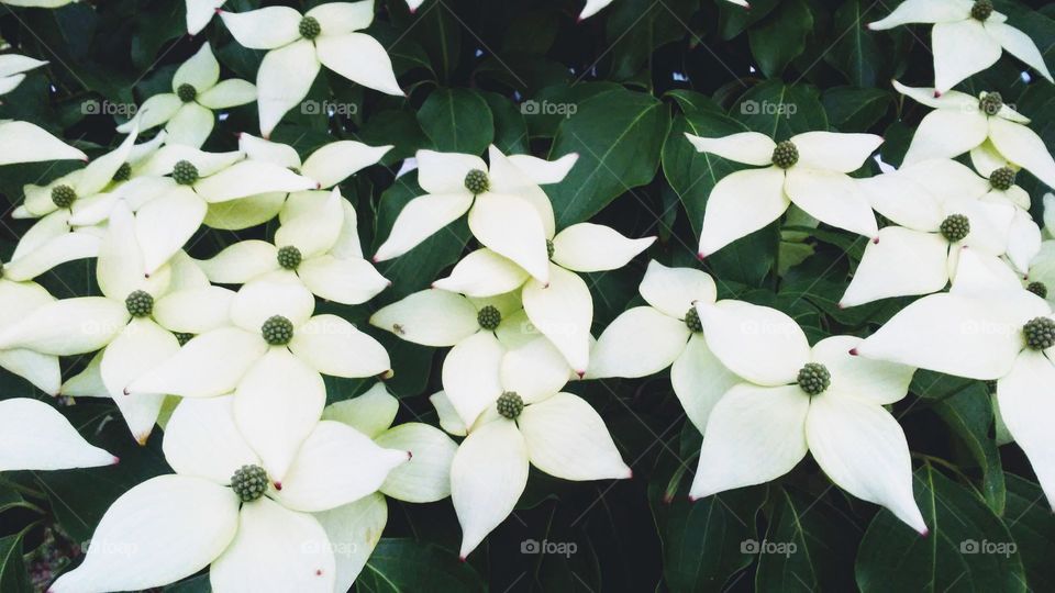 Flower, No Person, Garden, Leaf, Nature