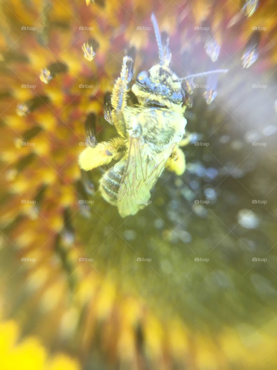 Honeybee on sunflower 