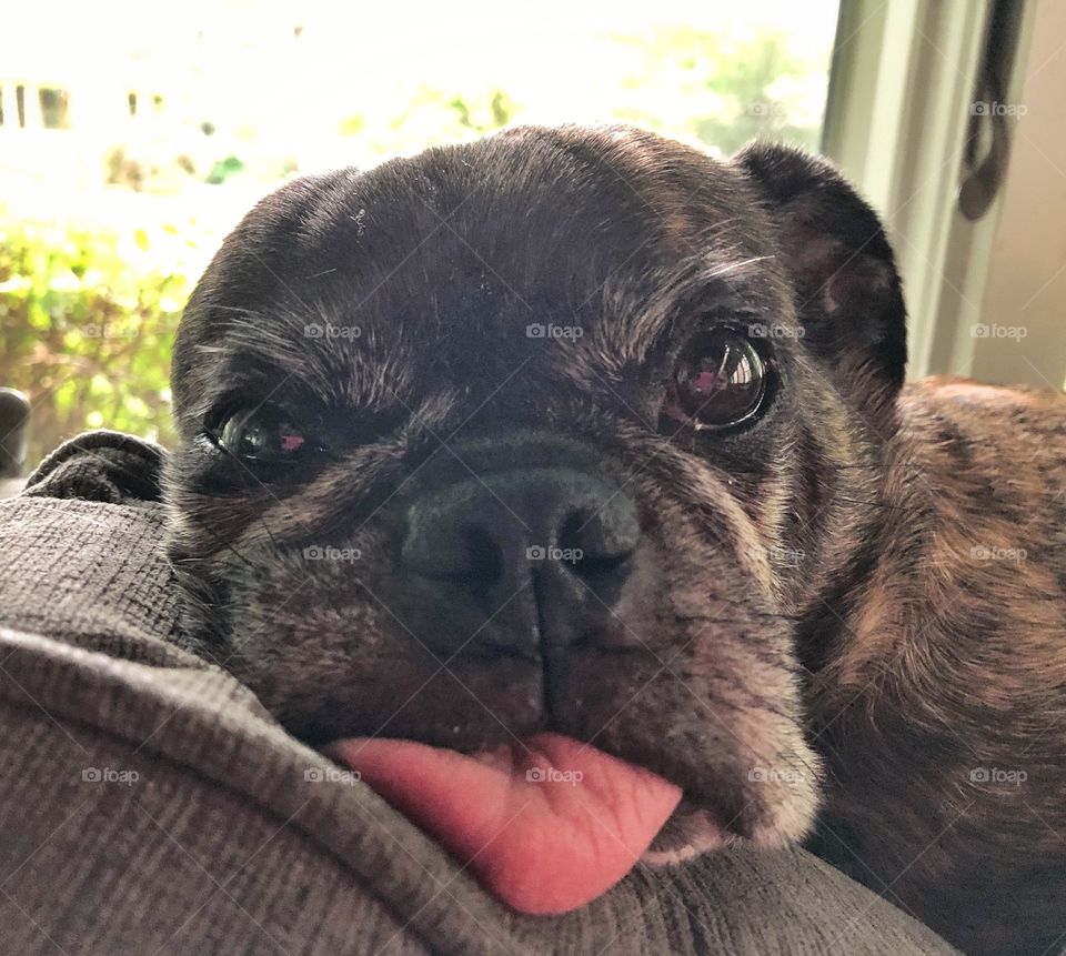 Tired dog with big pink tongue