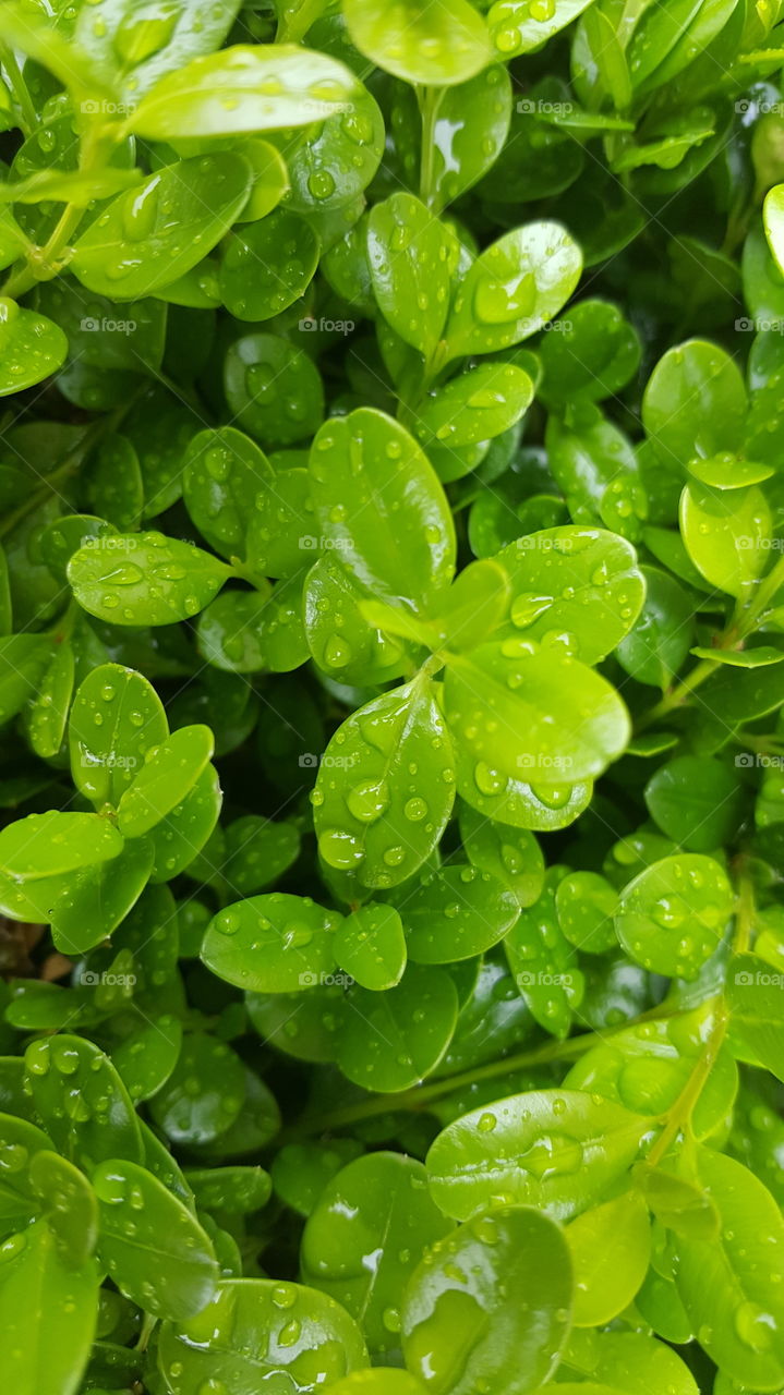 rain drop- green top