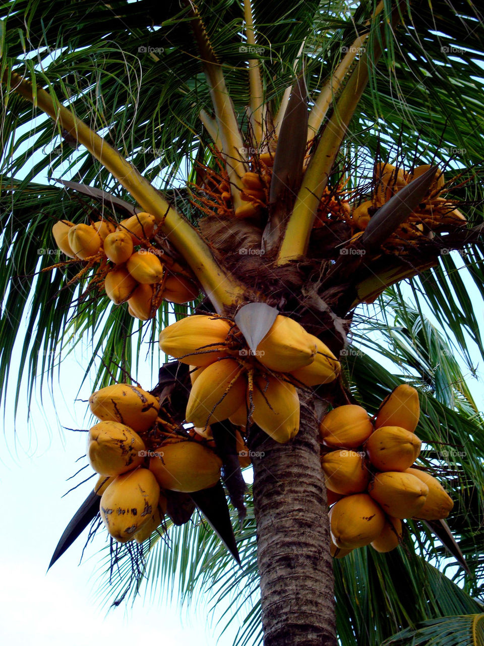 tree fresh coconut tropical by paullj
