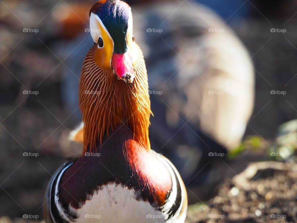 Mandarin duck 