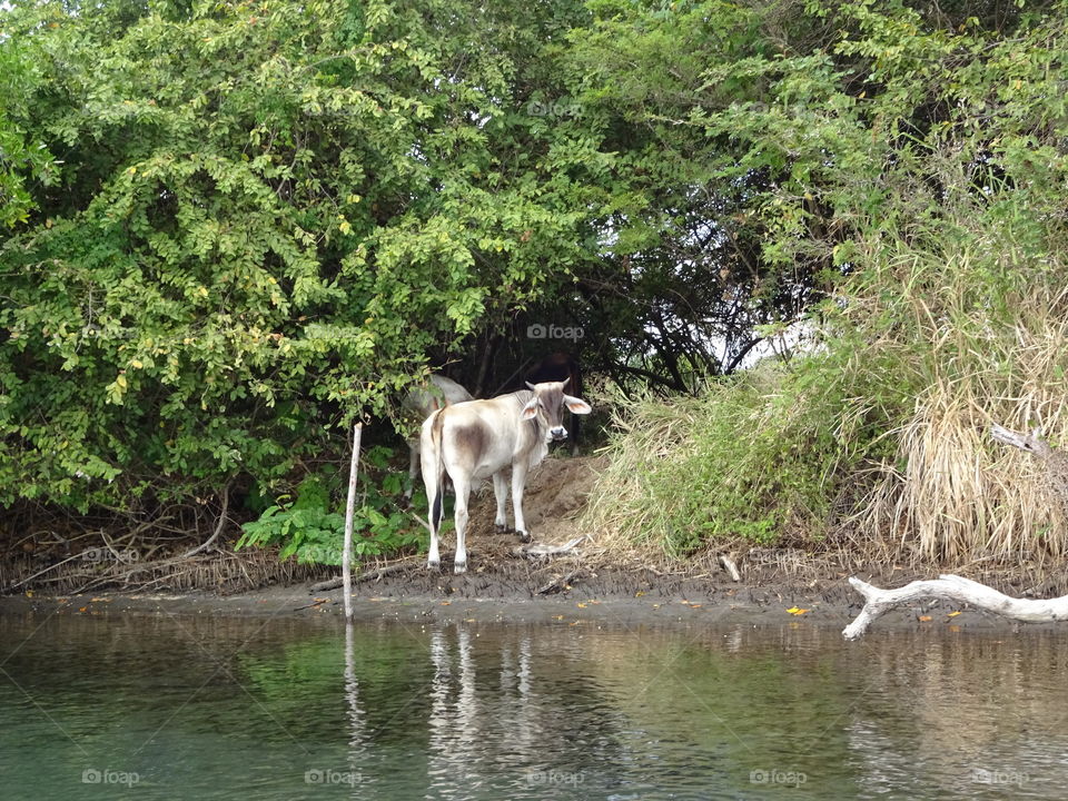 cows next to the river