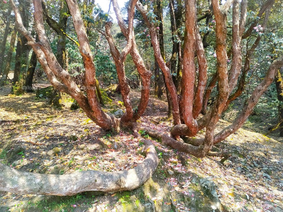 Amazing view of the folded trees in the forest