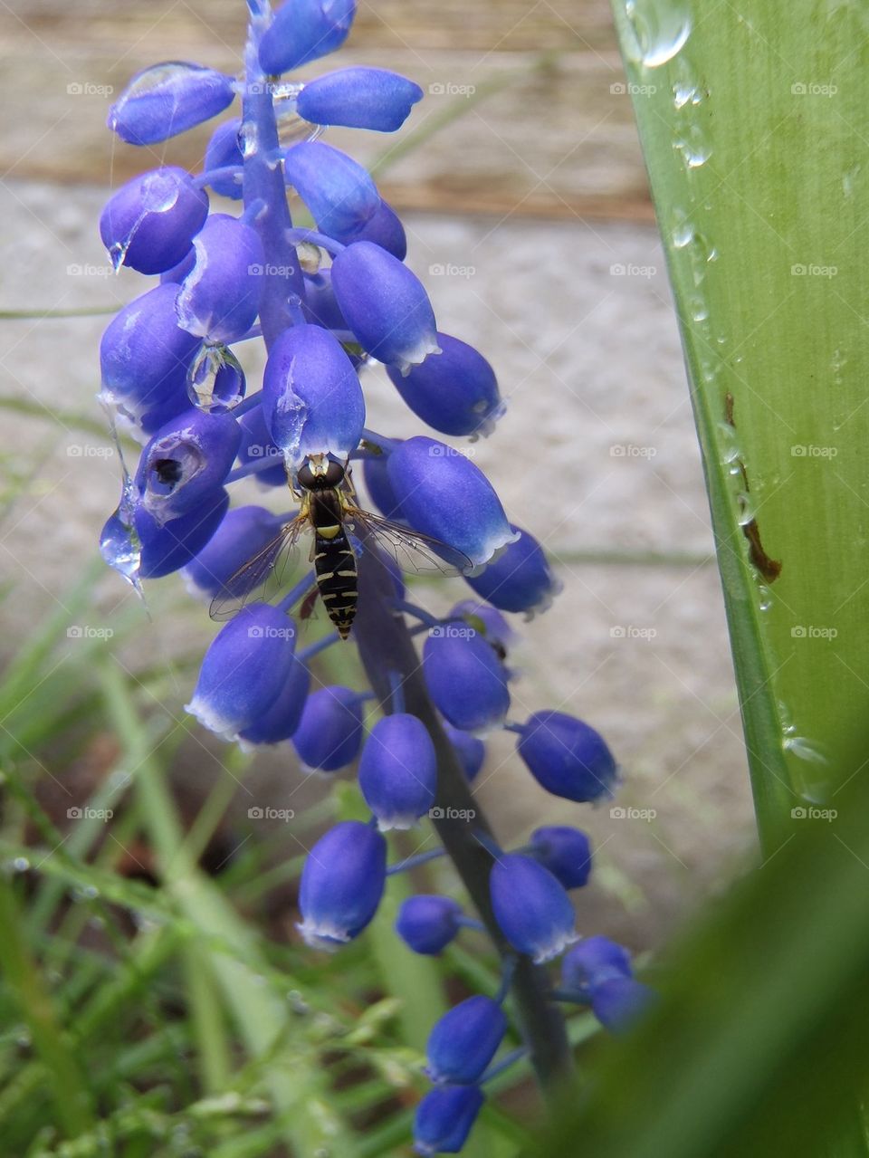 Fly on a late bluebell