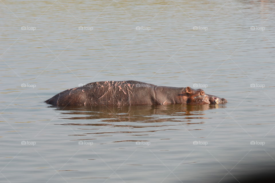Water, No Person, Reflection, Hippopotamus, Nature
