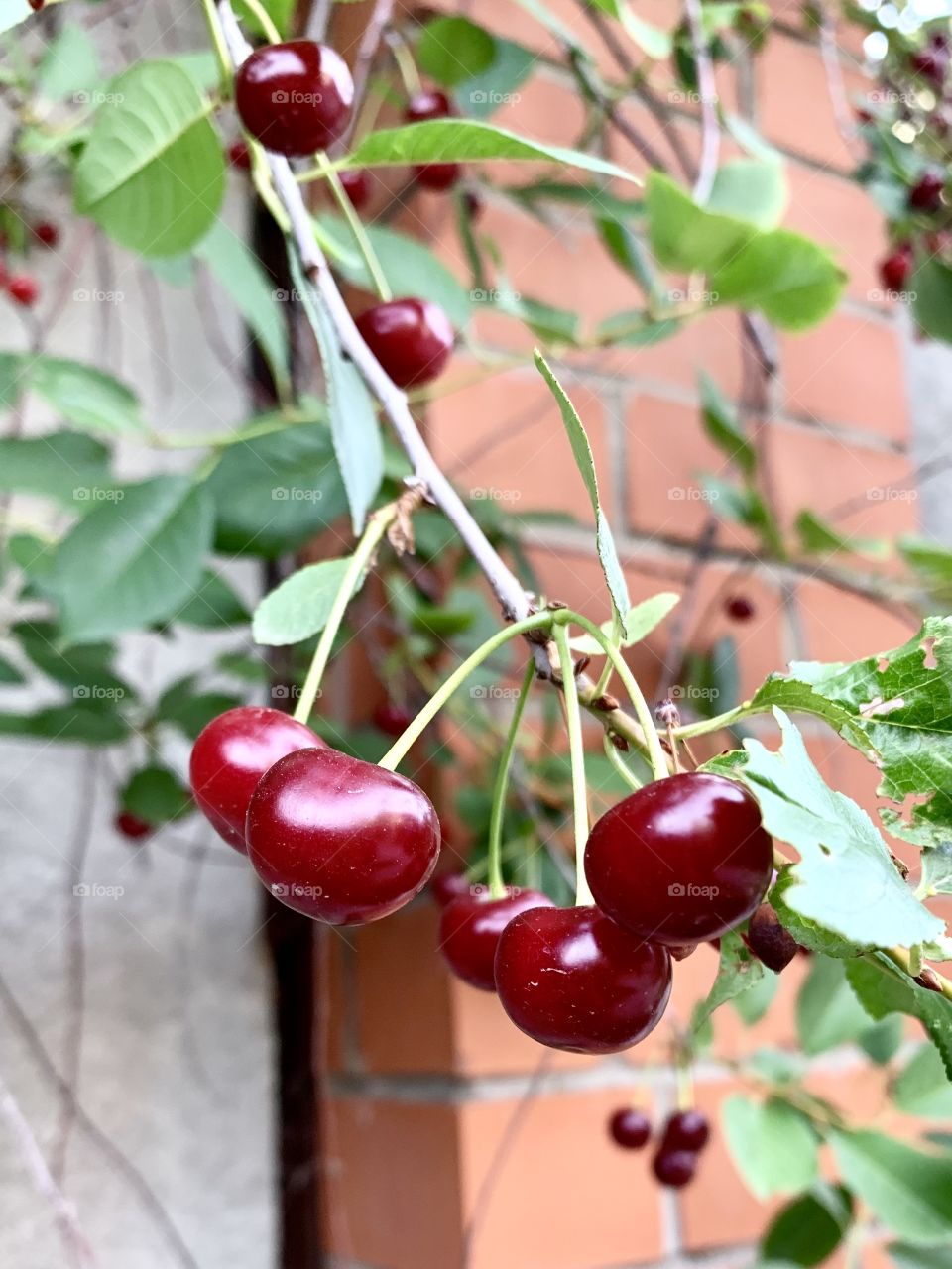 ripe cherries