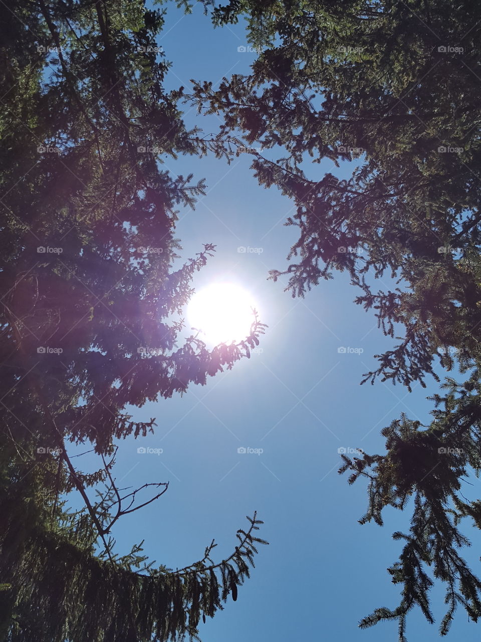 sun resting on branch