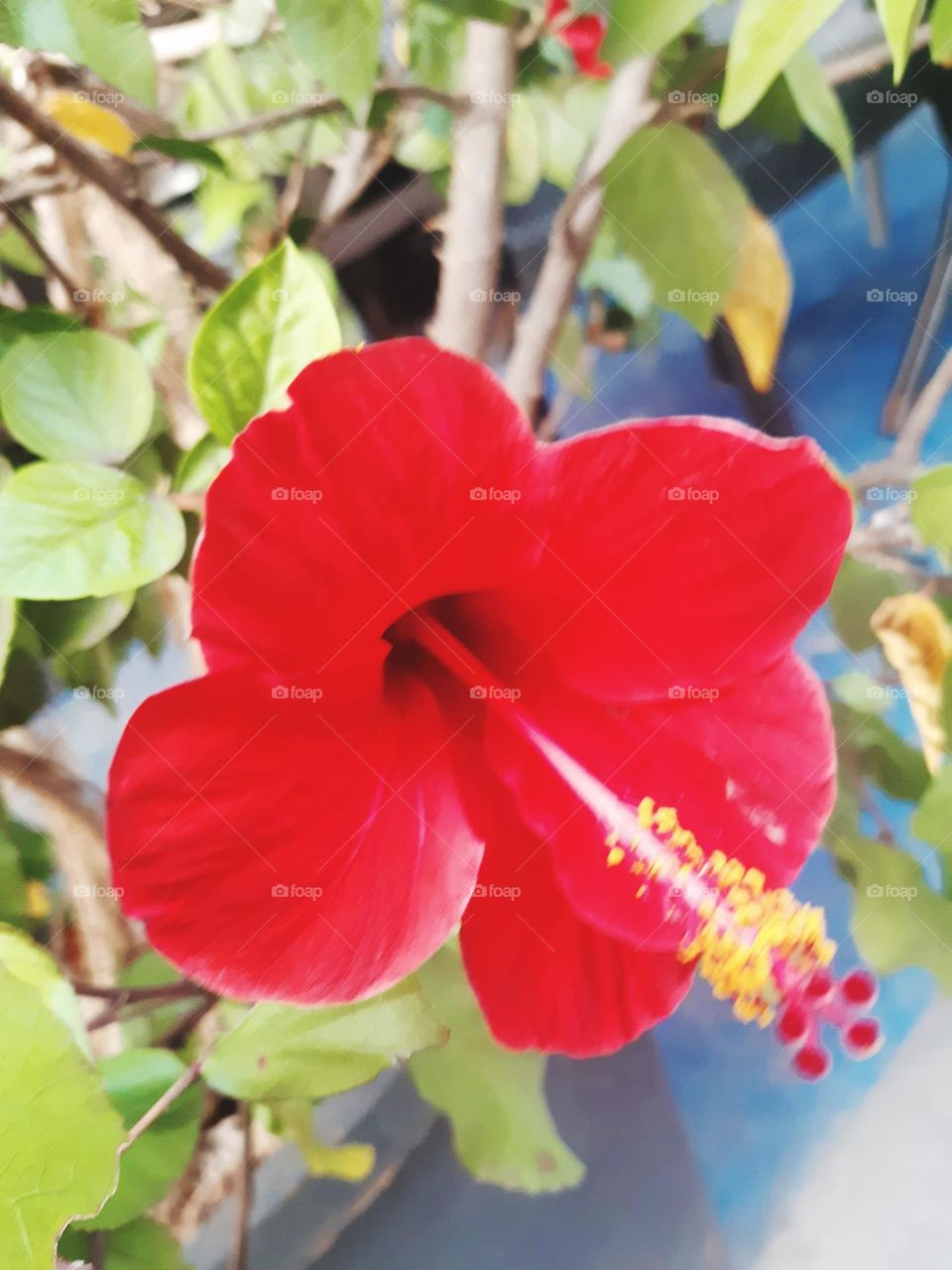 The red rose symbolizes passion and beauty, with soft, interwoven petals. Its deep red color