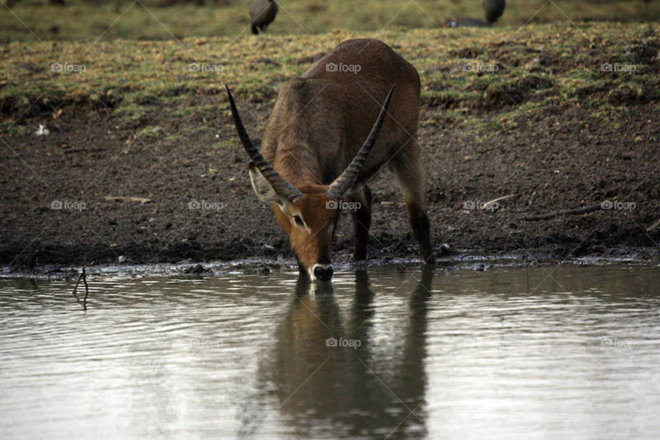 My first experience in filming wildlife in Dandar Nature Reserve in Sudan