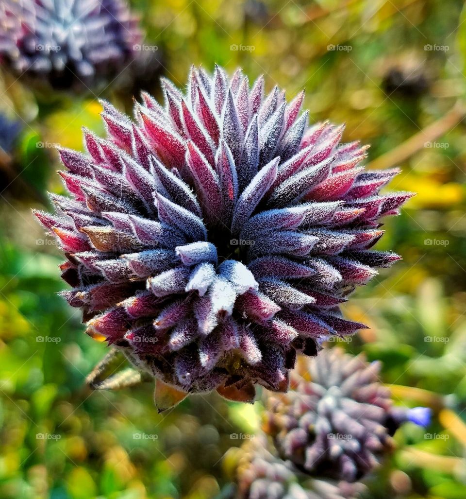 Flower Close up