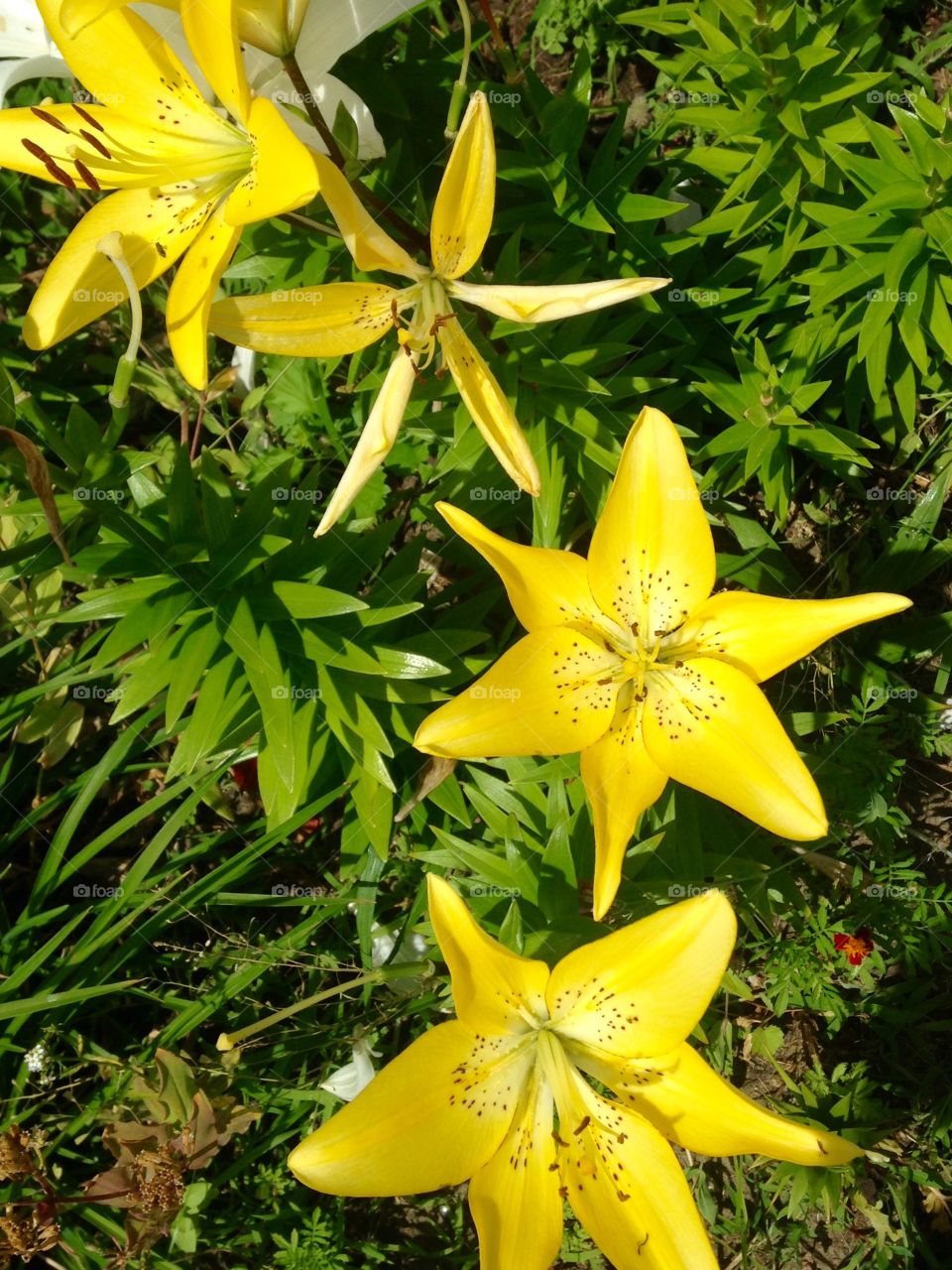 Yellow gold day lilies