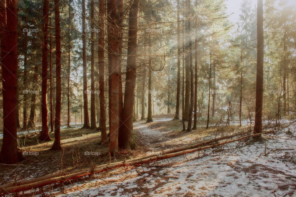 Forest landscape at spring 