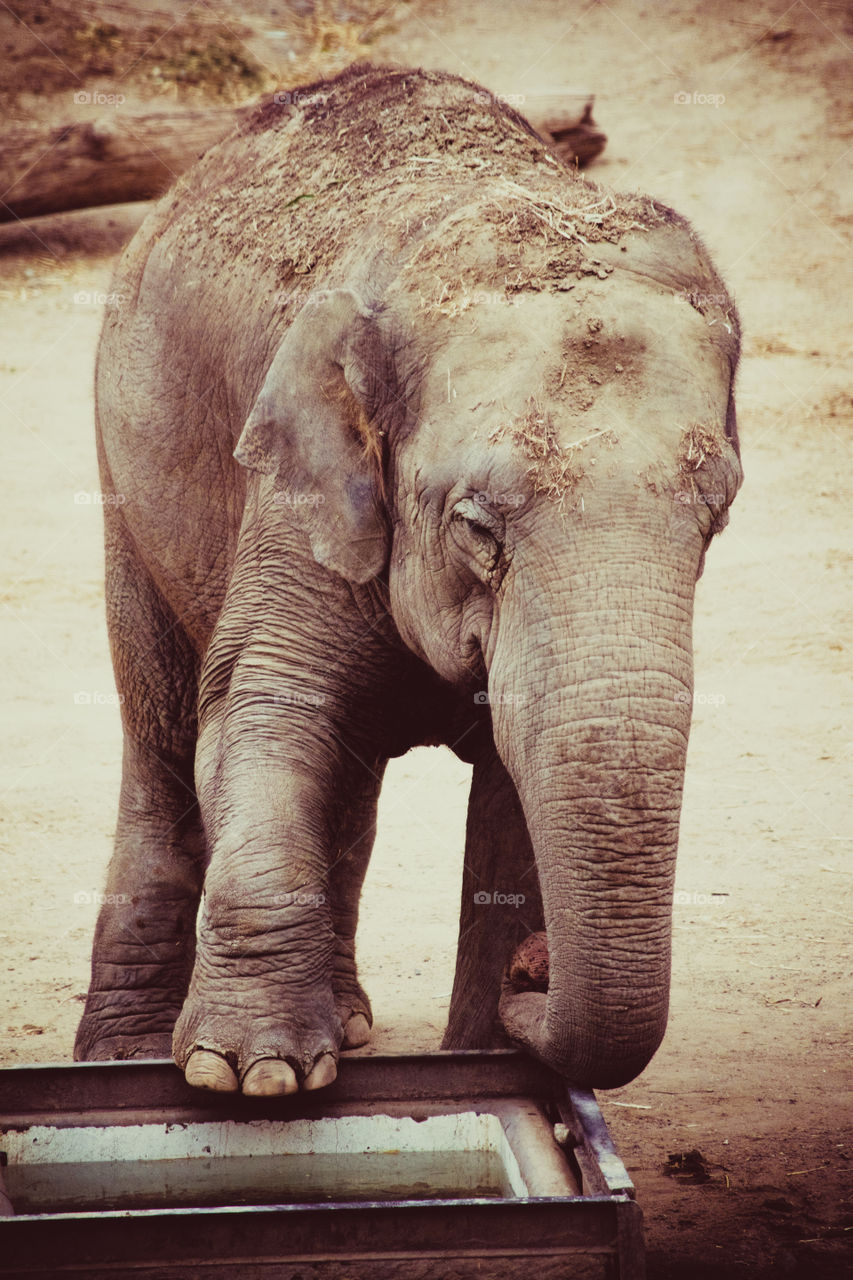 a baby elephant posing vintage