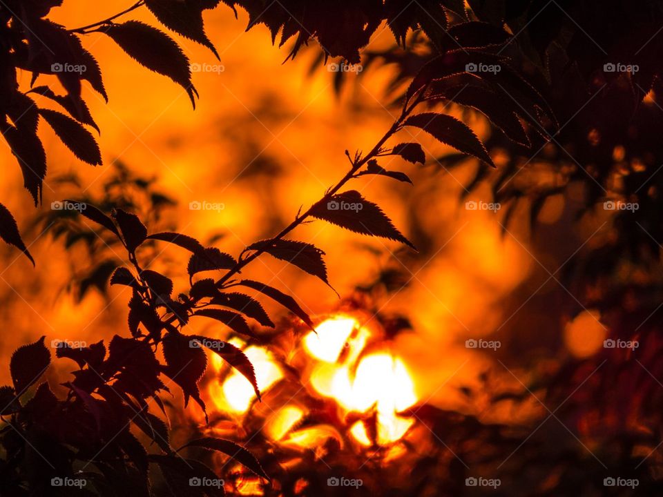 Silhouette of plant during sunset