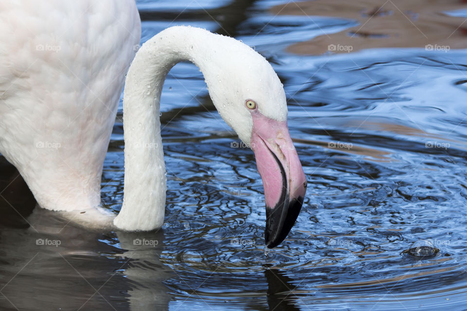 Greater flamingo on lake