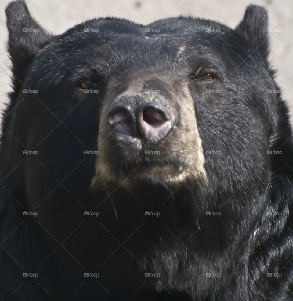 American black bear 