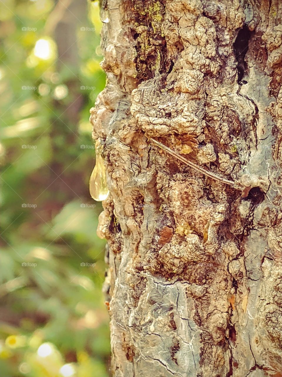 sap dripping off the tree bark