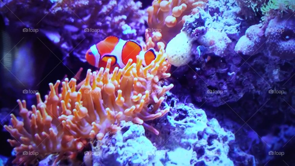 Underwater, Coral, Invertebrate, Reef, Fish