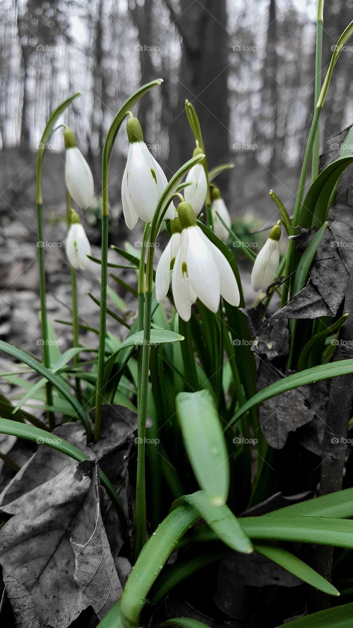 Spring in the forest