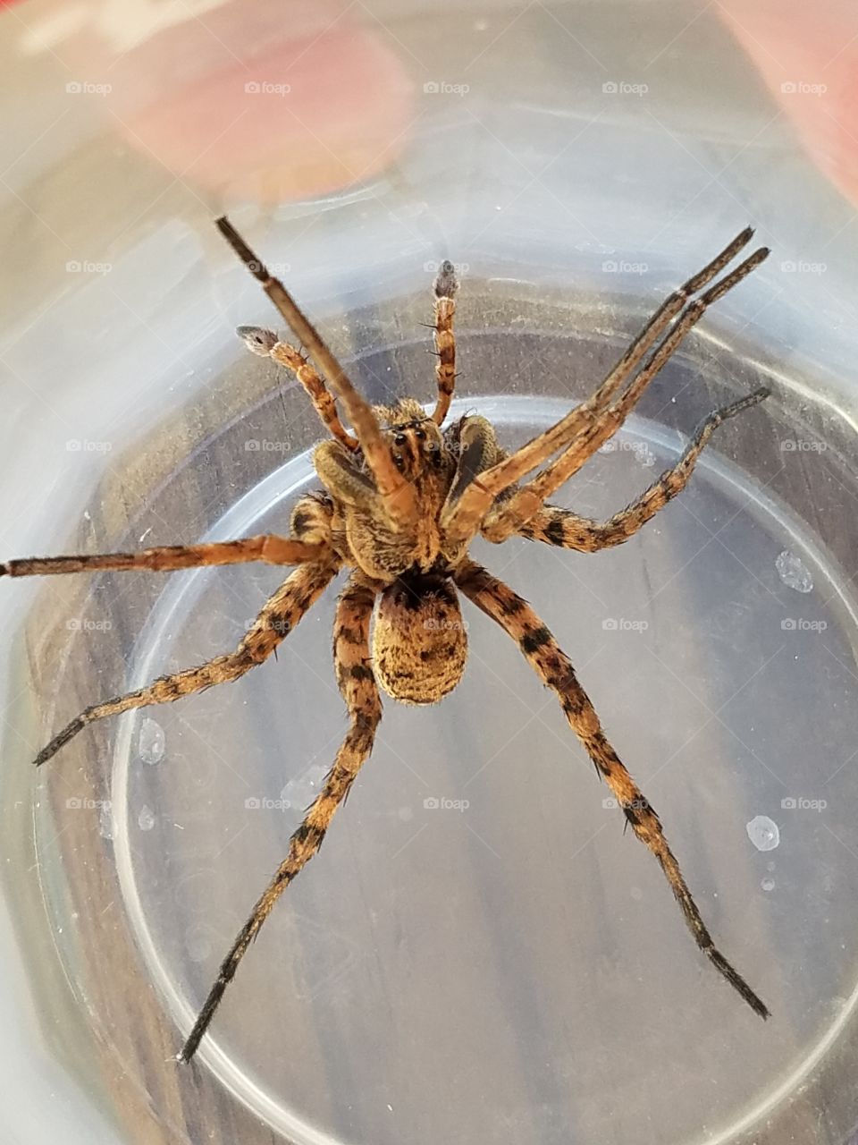 spider in cup