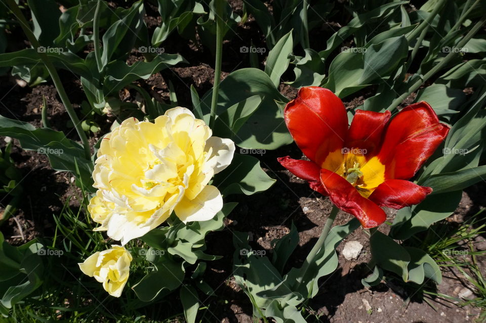 Spring Flowers. Red & Yellow Blooms