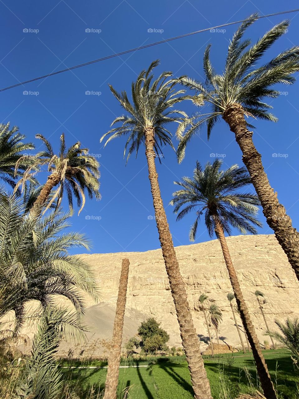 Palm trees next to a mountain 