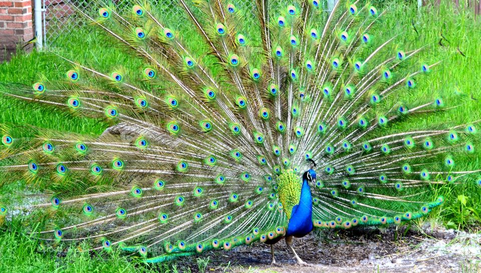 Great symmetry on peacock pattern