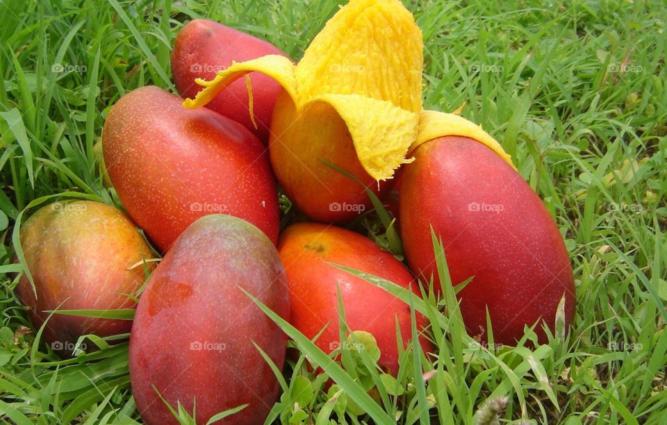 who wants fresh mangoes?