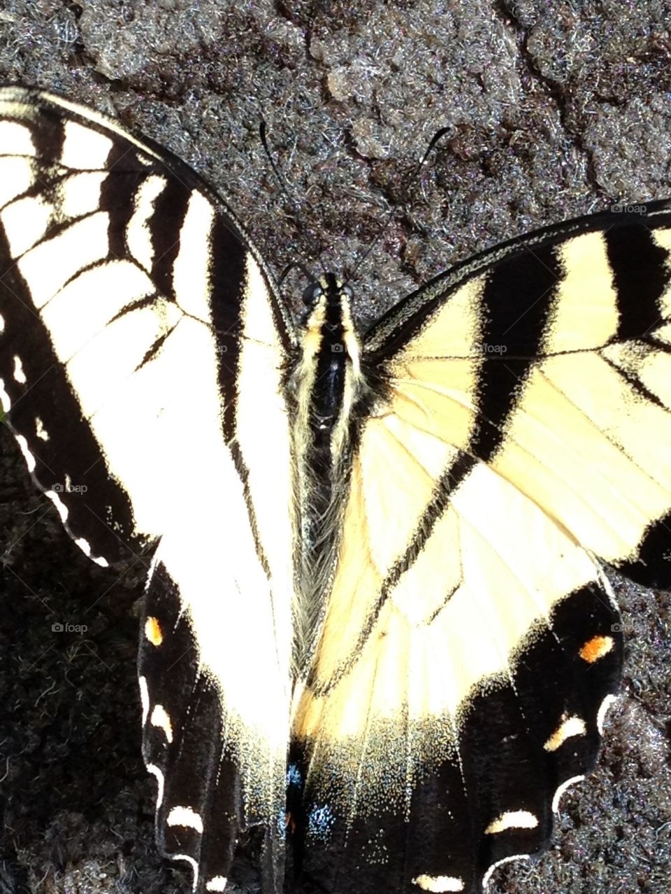 Showing off his stuff