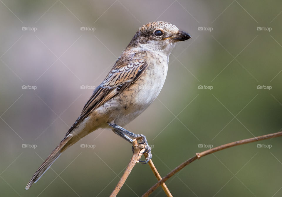 A beautiful bird standing on the tree