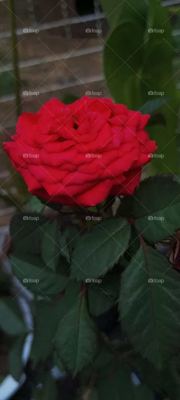 🌹 red roses