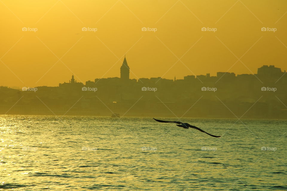 seagull flying on bosphorus. cityscape of istanbul  from uskadar