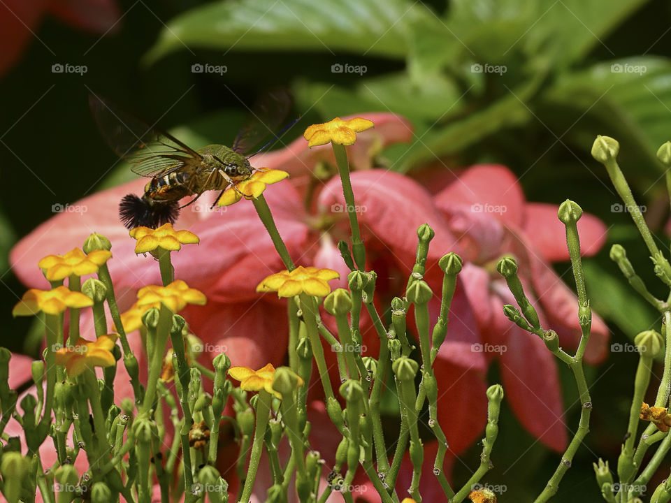 Humming moth fly around the flowers