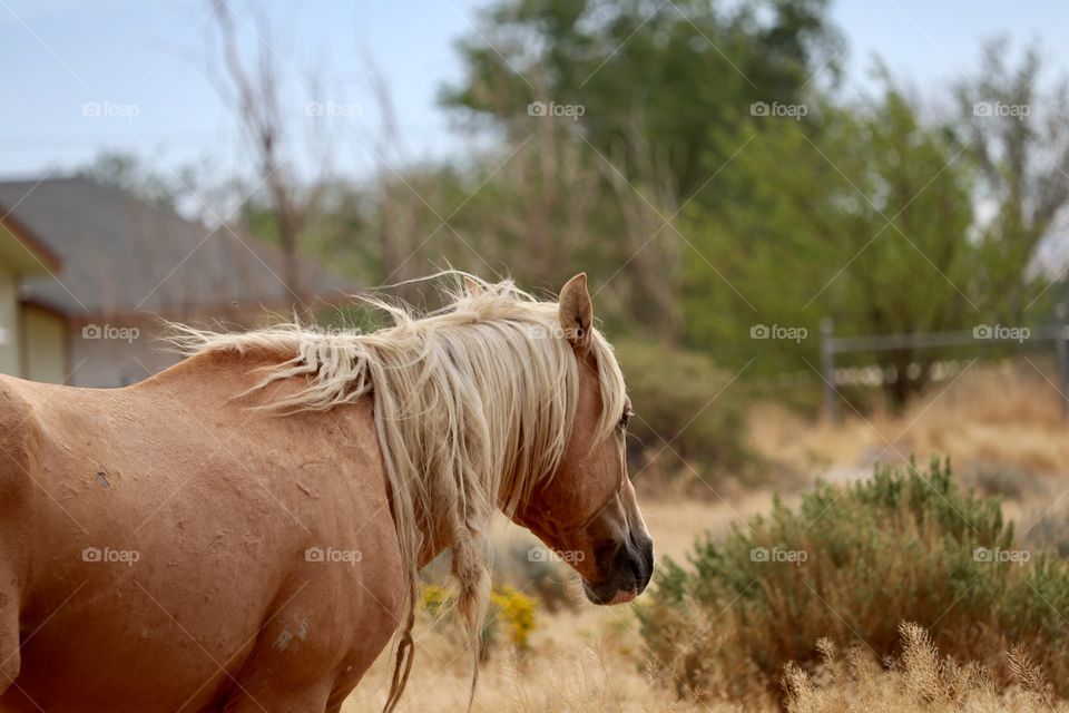 Wild handsome Palomino stallion horse in Nevada 