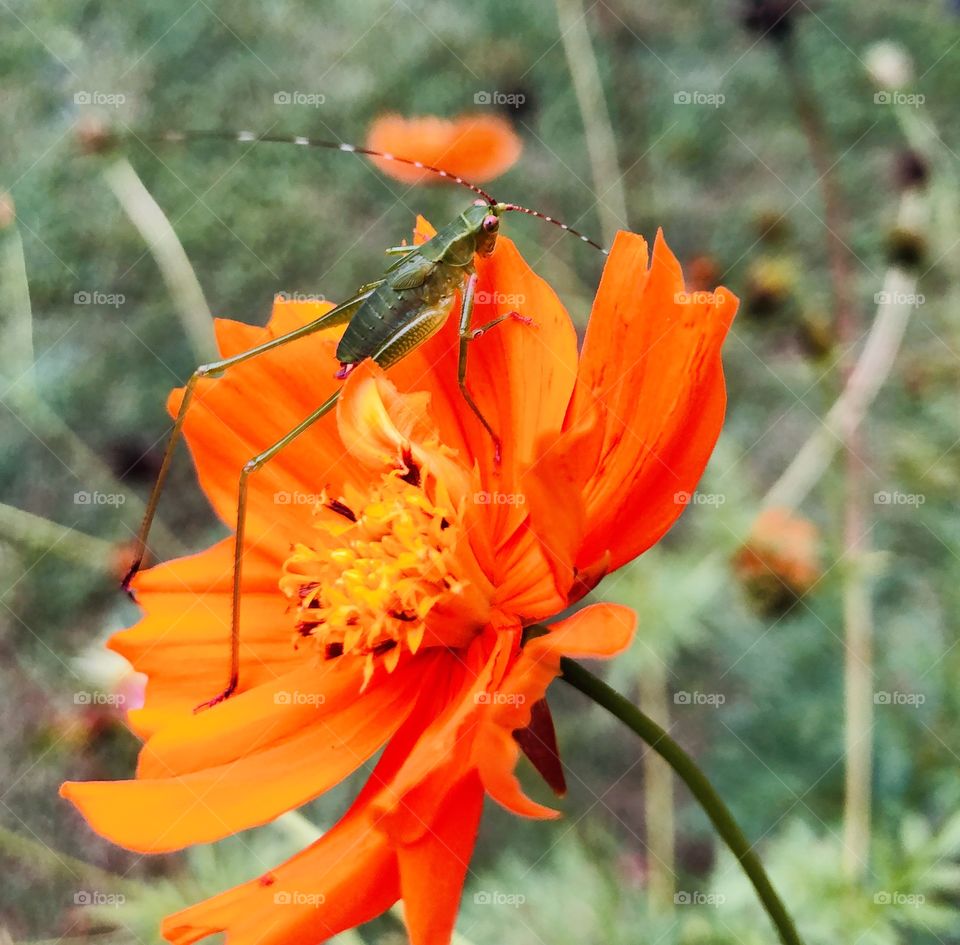 Cricket on orange cosmos