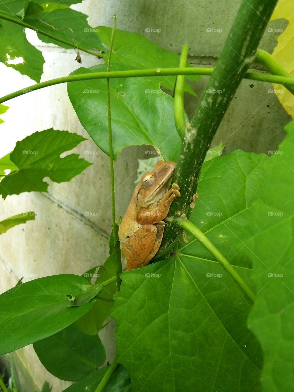 Yellow frog on the tree