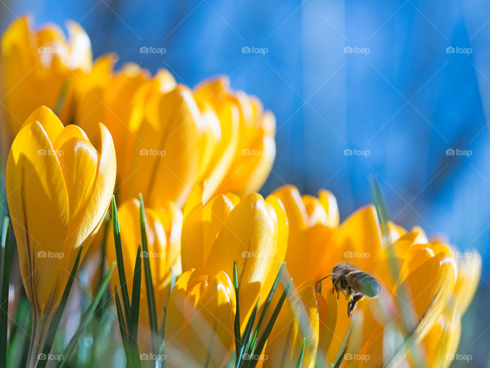 Bee with yellow flower