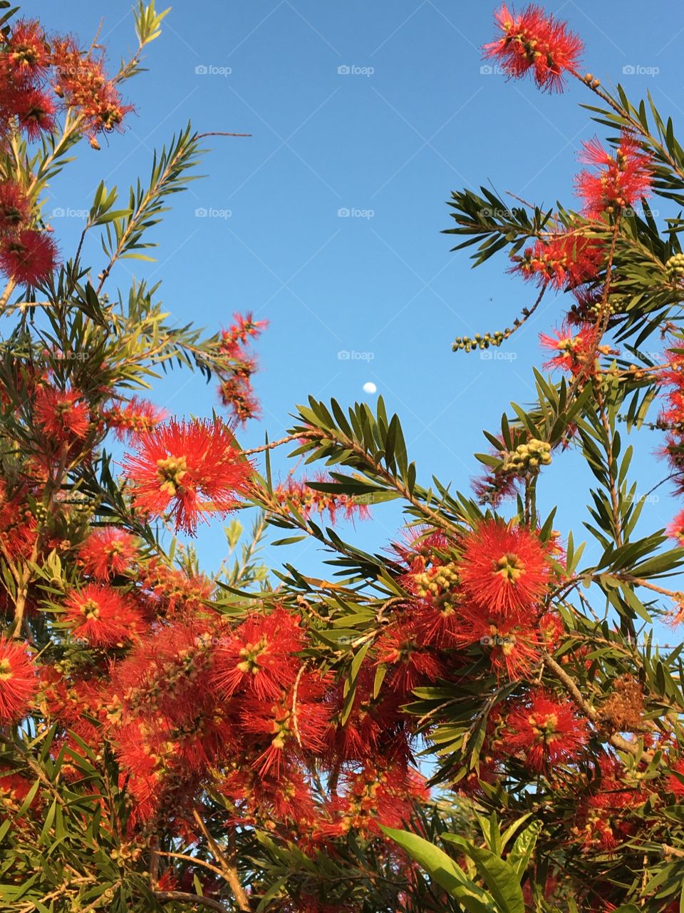 Red flowers in tree as a frame to full moon
