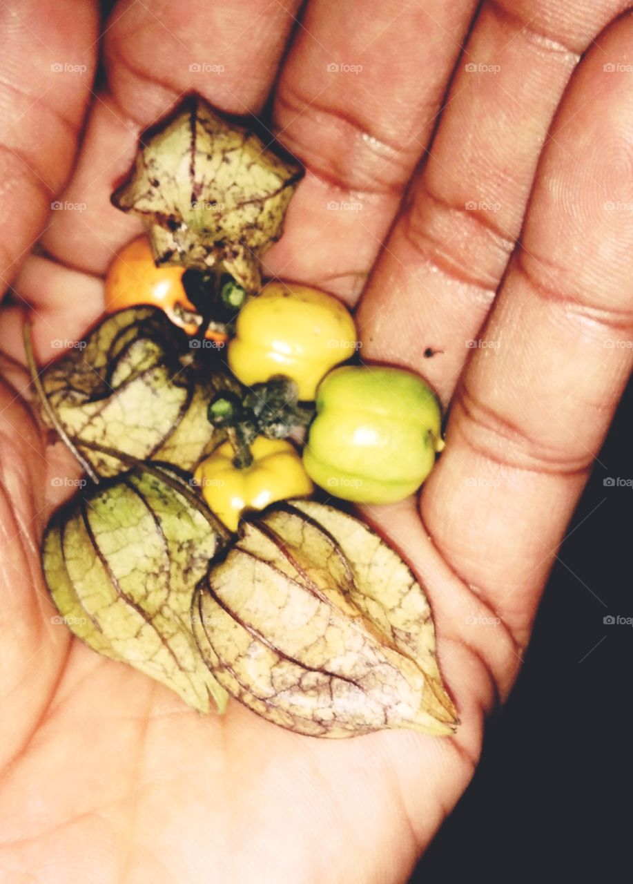 ciplukan and rambusa