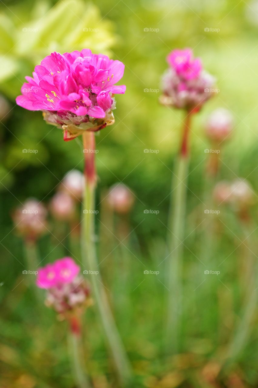 Pink flower 