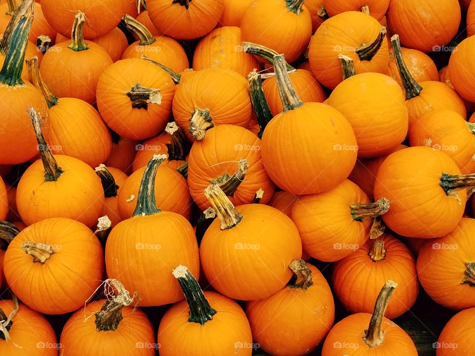 A portrait closeup of vibrant orange pumpkins.