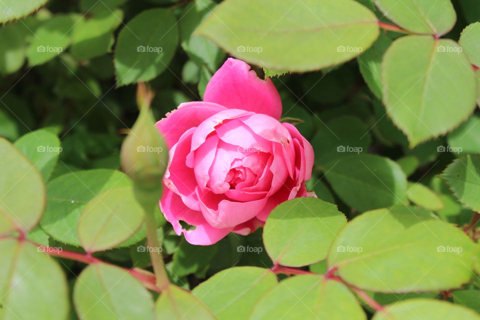 Pink spring rose amid leaves 