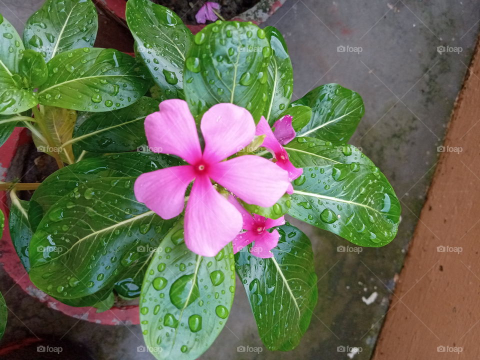 Raindrops on the leaves