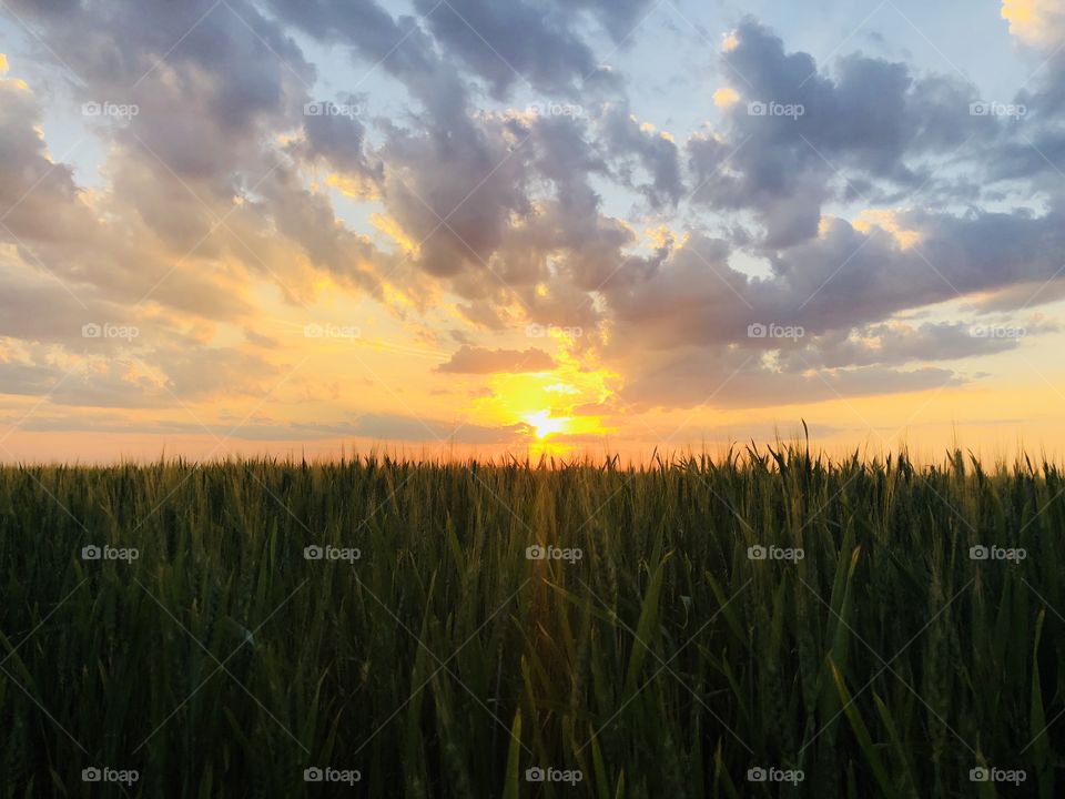 Beautiful golden hour over a wheat field in summer