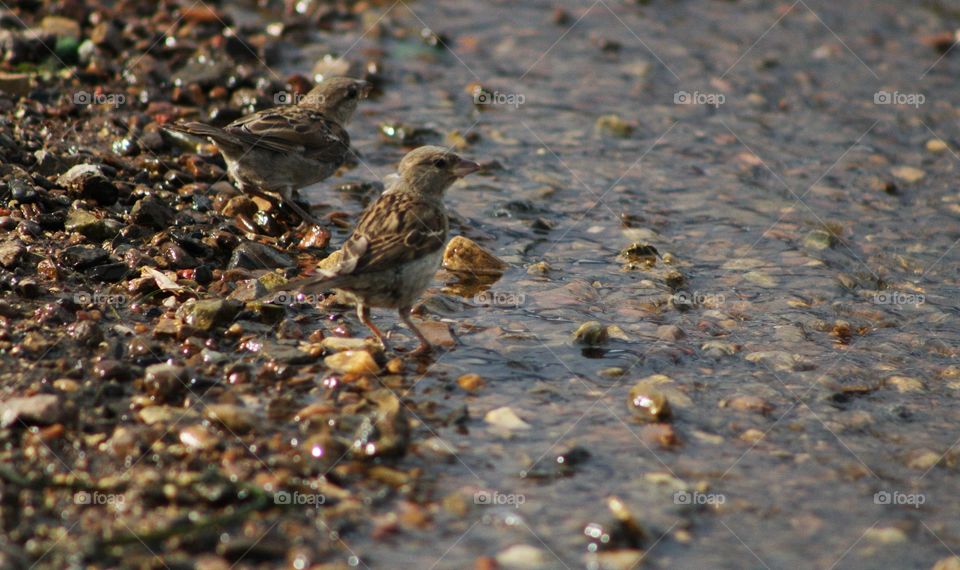 Sparrows