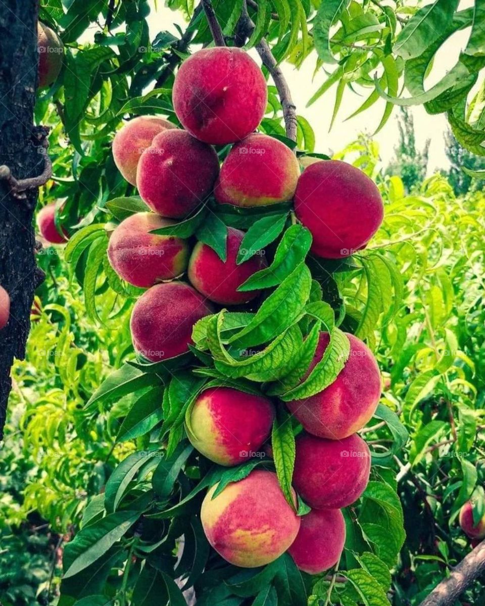 Afghan peach