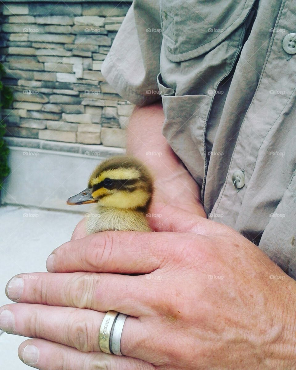 Duckling thinks my Hubby is Mom