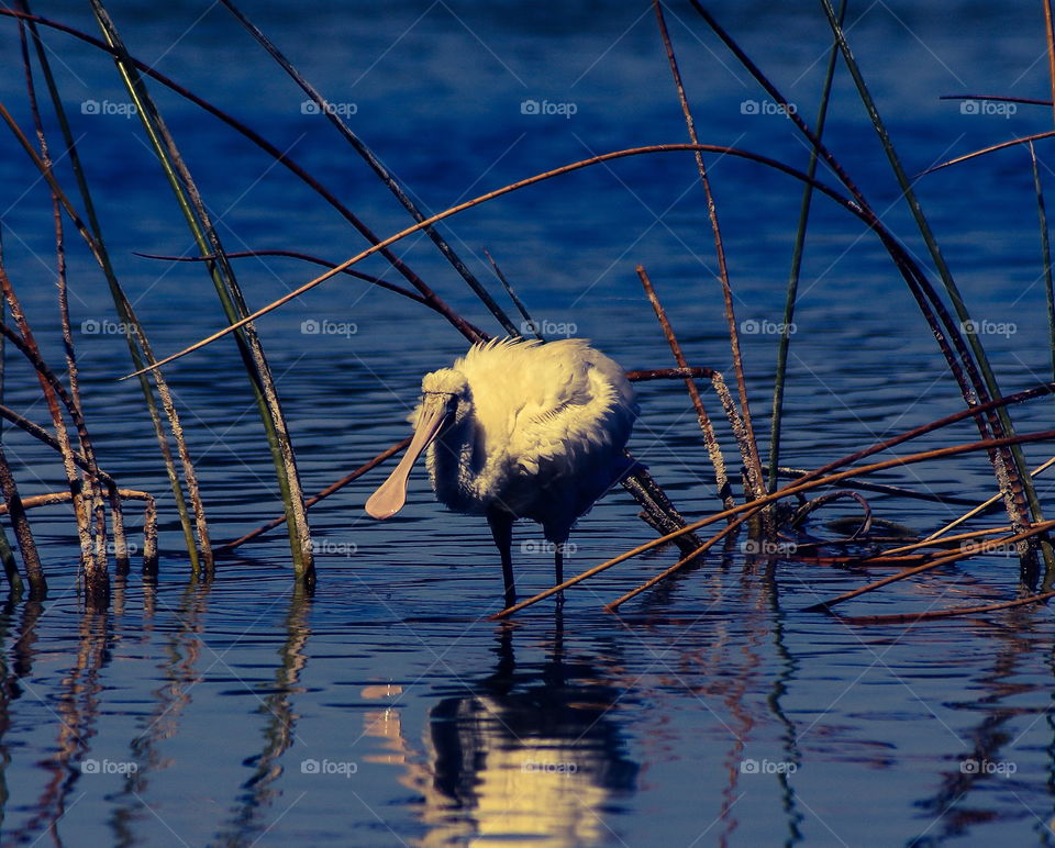 Spoonbill hunting in a wetlands