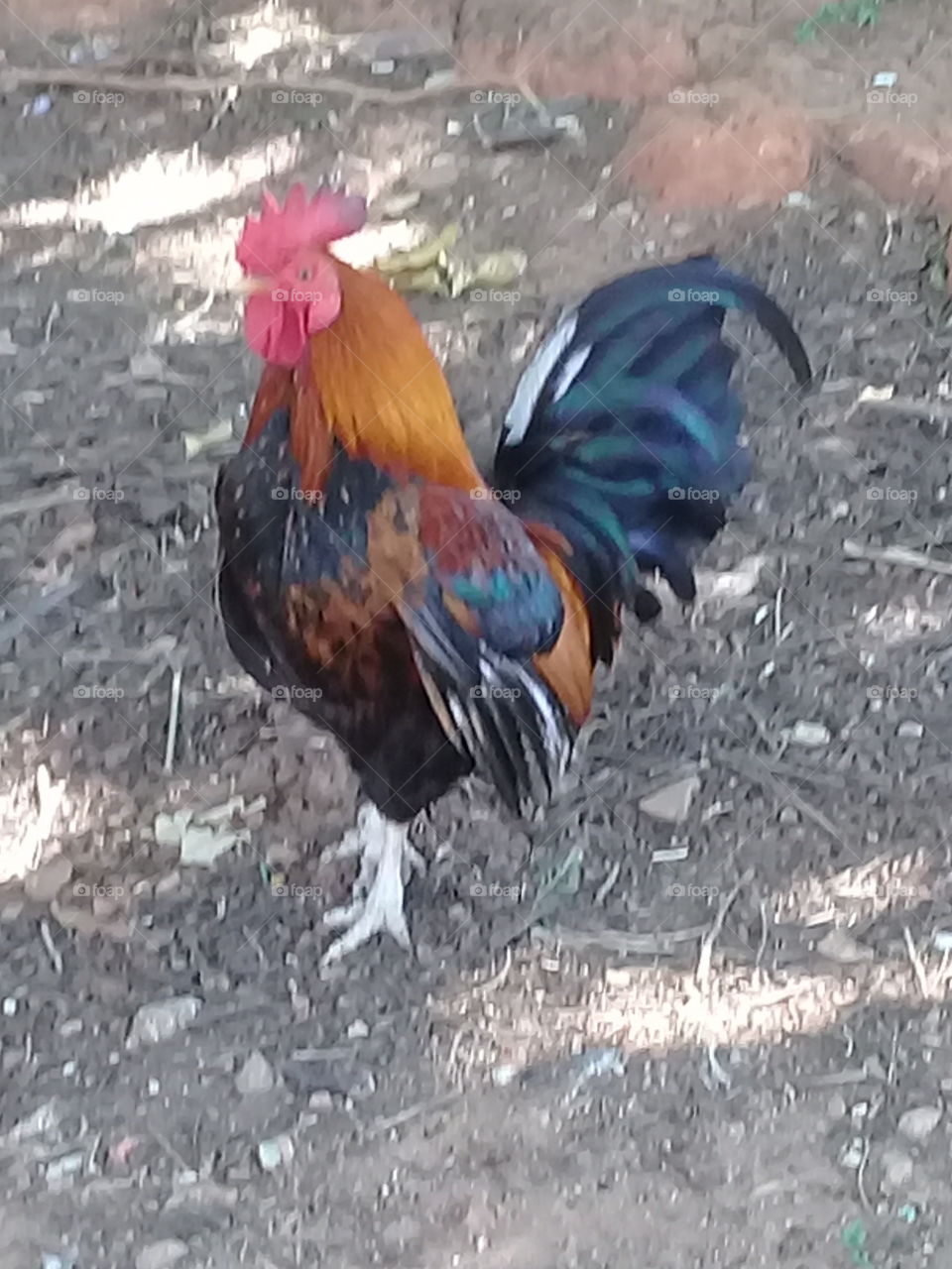 O galo estava bravo aqui na Serra do Japi. Aliás, o bichinho fez uma grande algazarra até ficar parado para a pose!